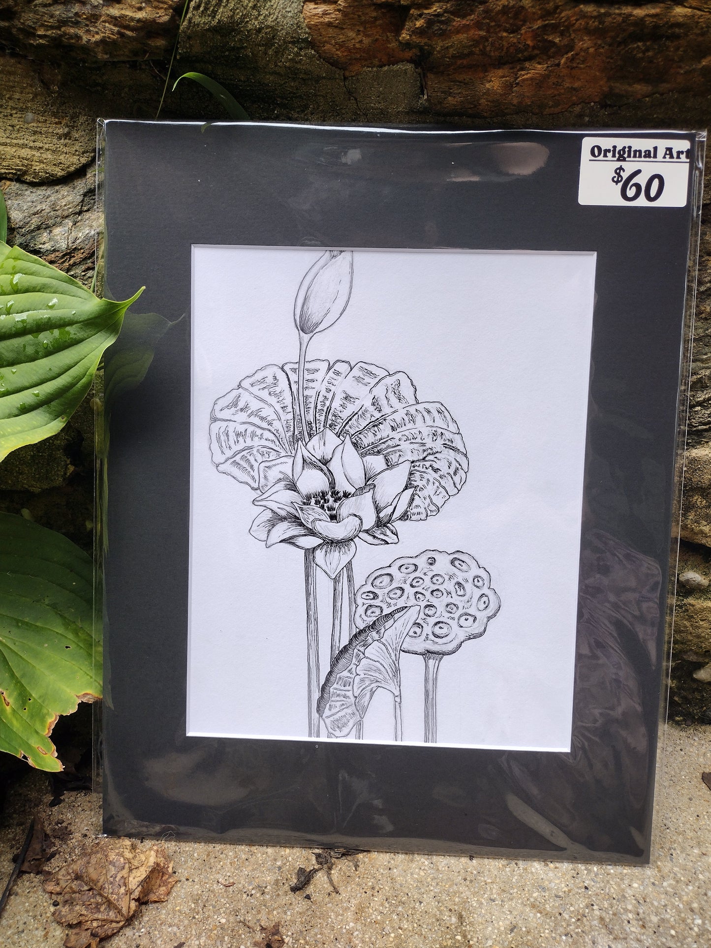 Lotus