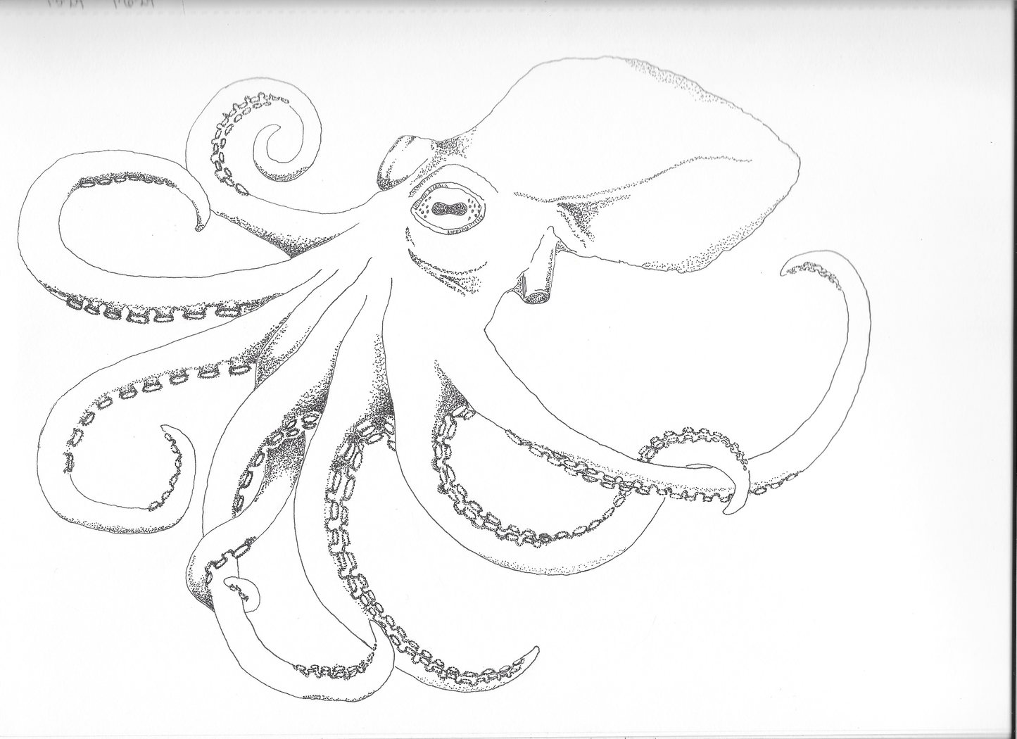 Octopus Ink